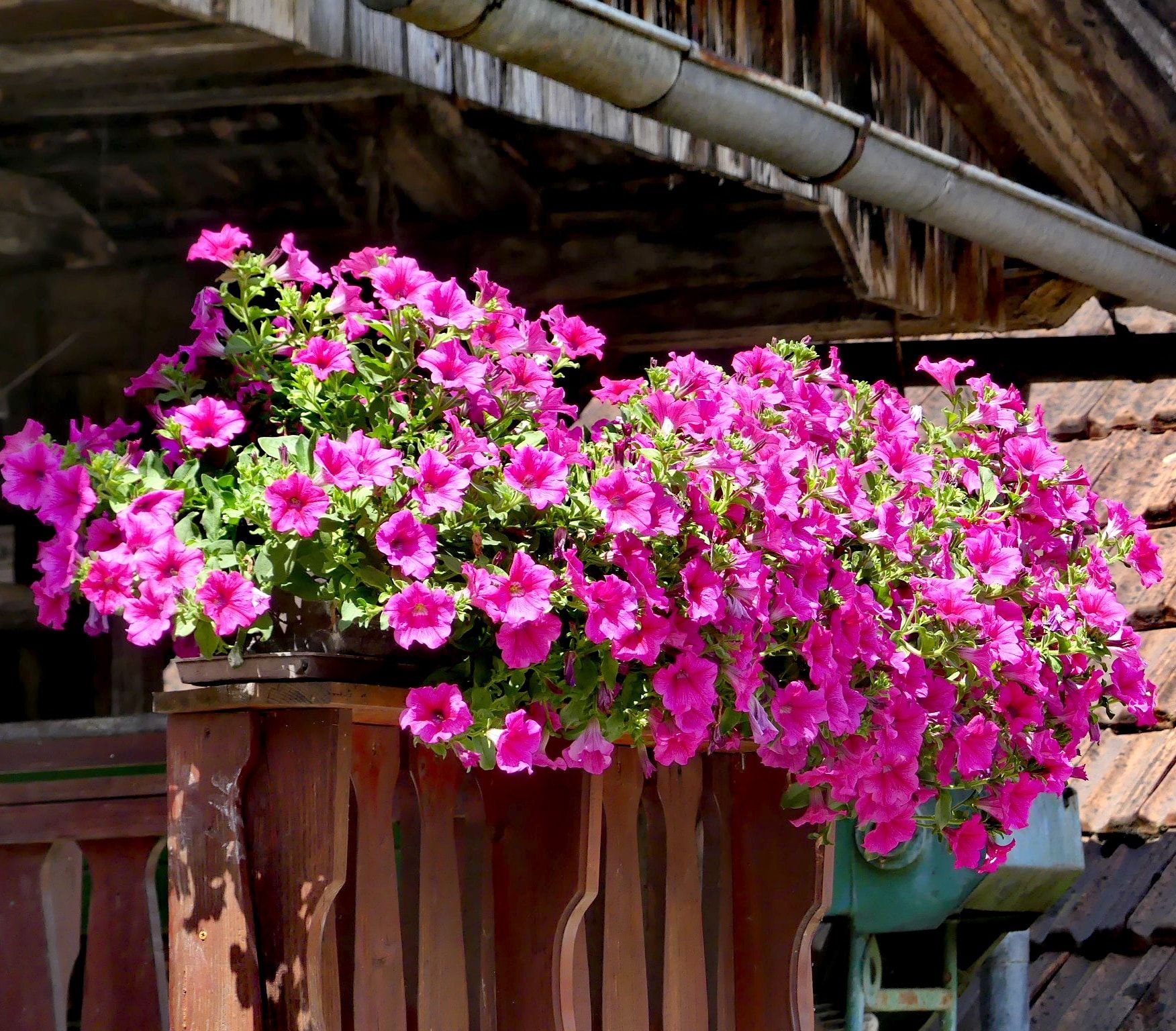 Petunia Flowers